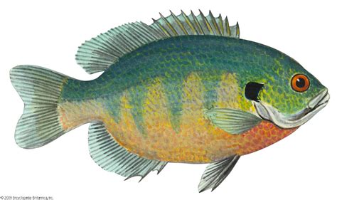 Bluegill .